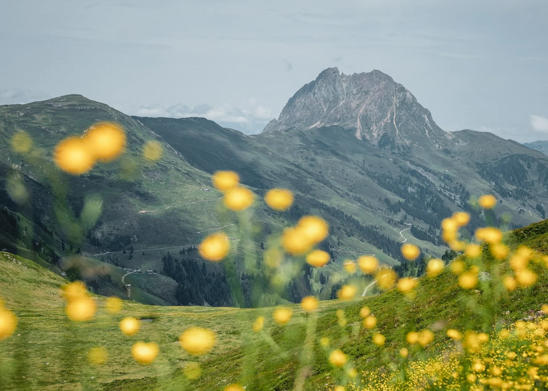 Home Blick auf grüne Berge mit gelben Blumen im Vordergrund und markantem Felsgipfel