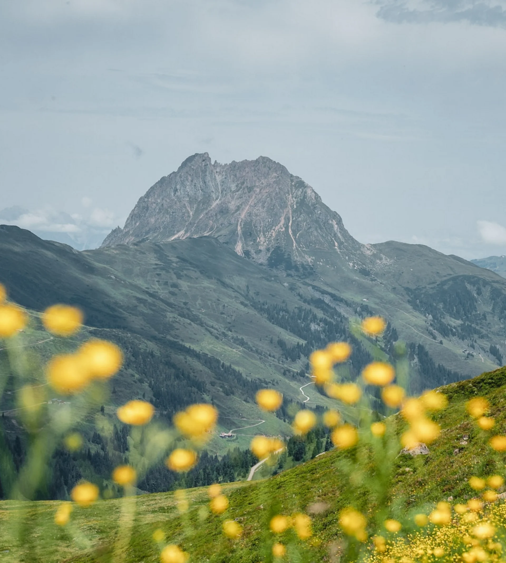 Wandern Berglandschaft mit gelben Blumenwiesen und markantem Gipfel im Hintergrund