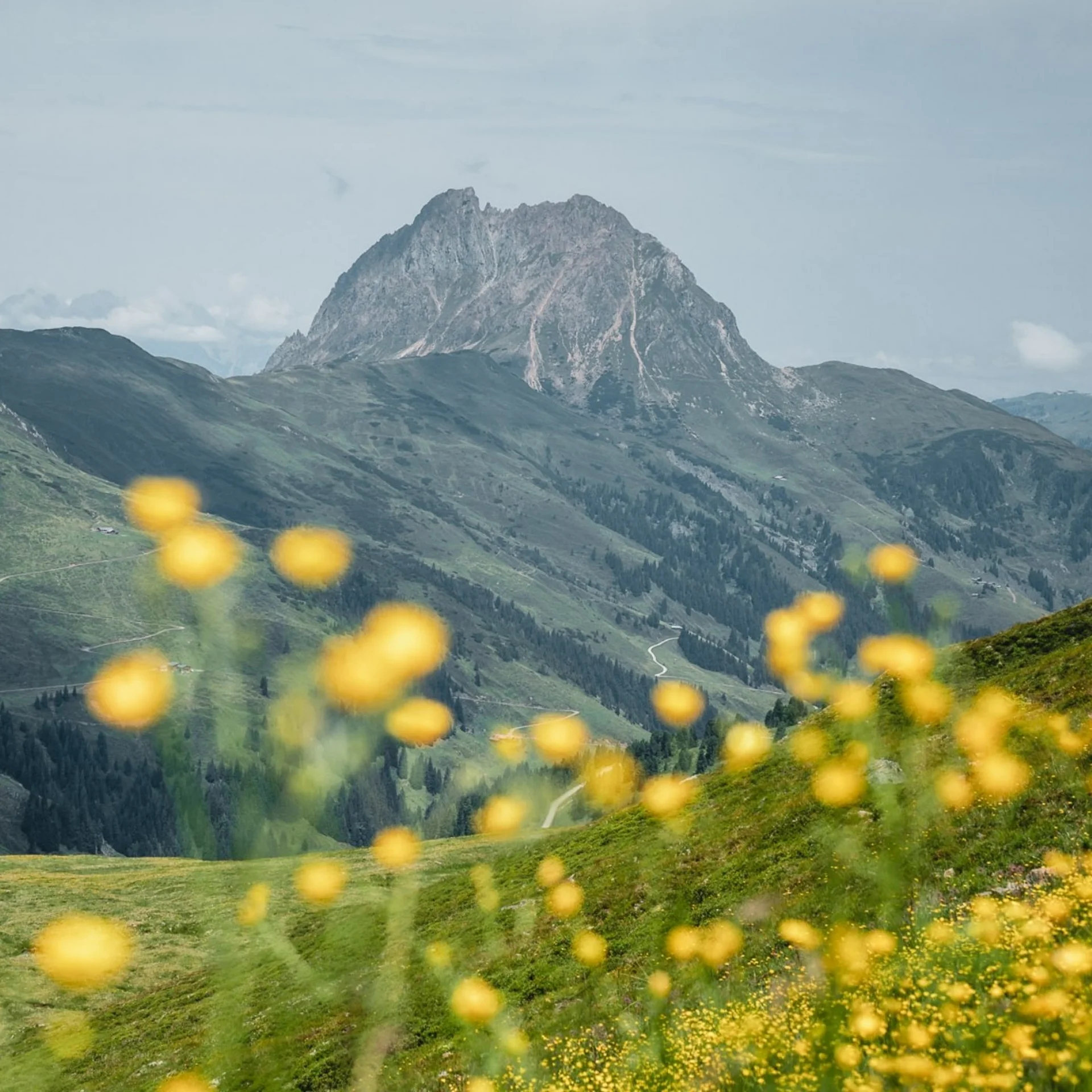 Bergsommer Blick auf grüne Berge mit gelben Blumen im Vordergrund und markantem Felsgipfel
