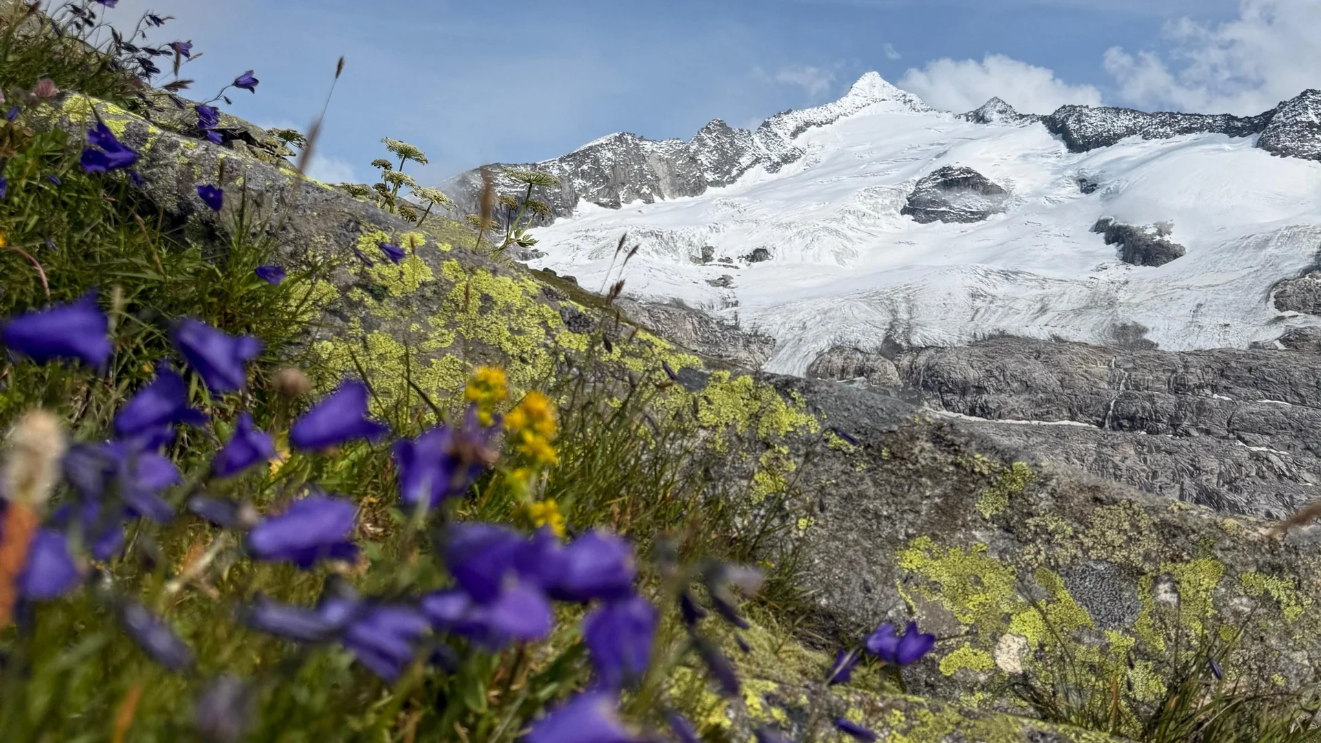 Wanderhotel Alpenblumen und Moos auf Felsen vor schneebedecktem Berggipfel