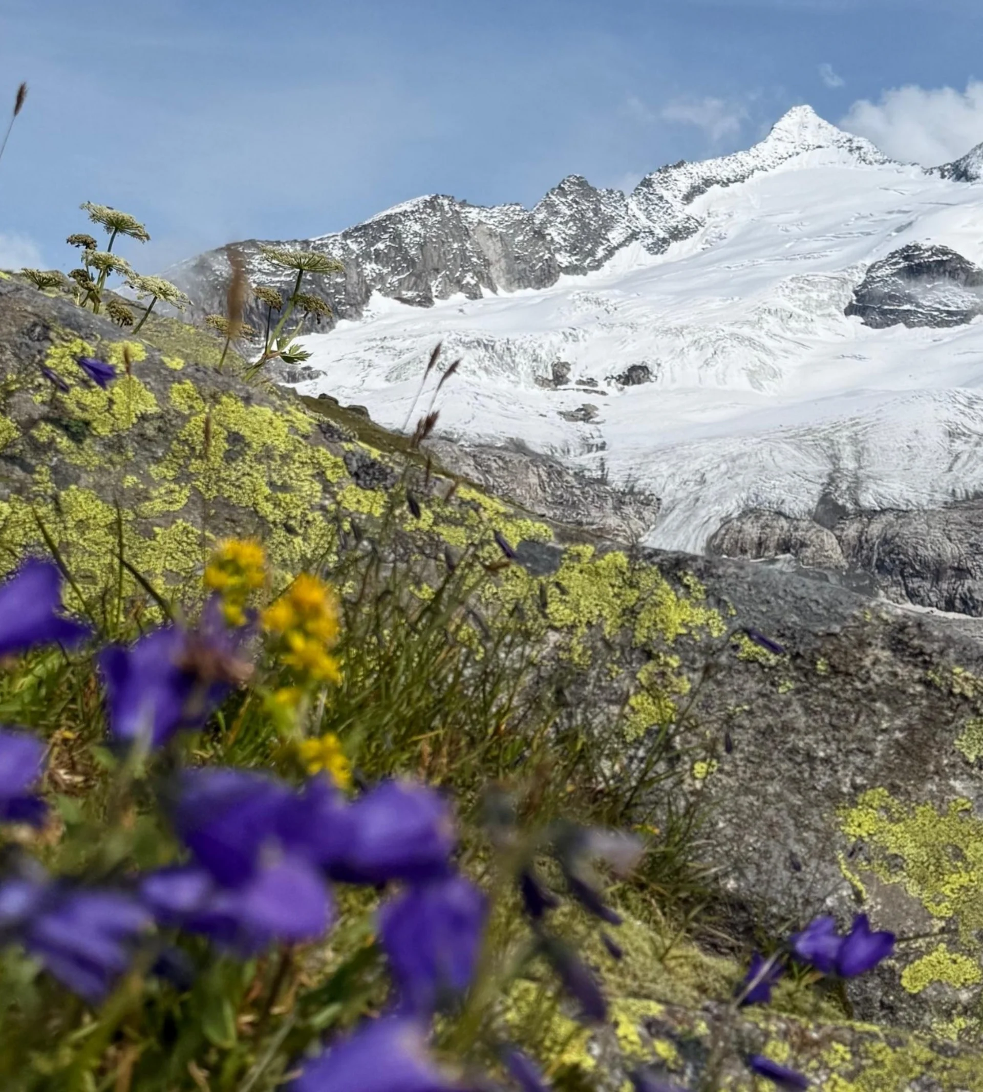 Wanderservice Alpenblumen und Moos auf Felsen vor schneebedecktem Berggipfel