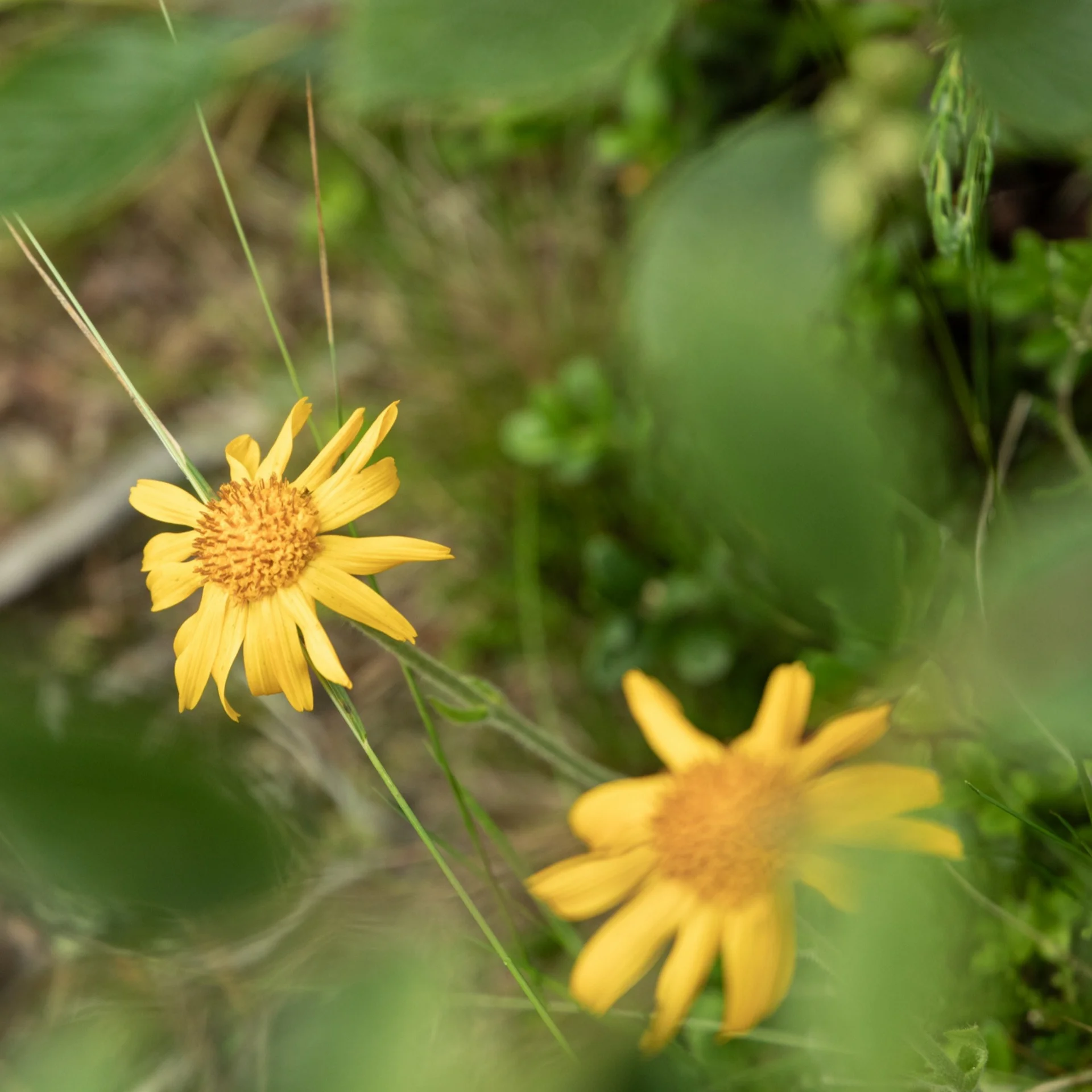 Unsere Werte Zwei gelbe Blumen in grüner Wiese, eine scharf, eine unscharf im Vordergrund