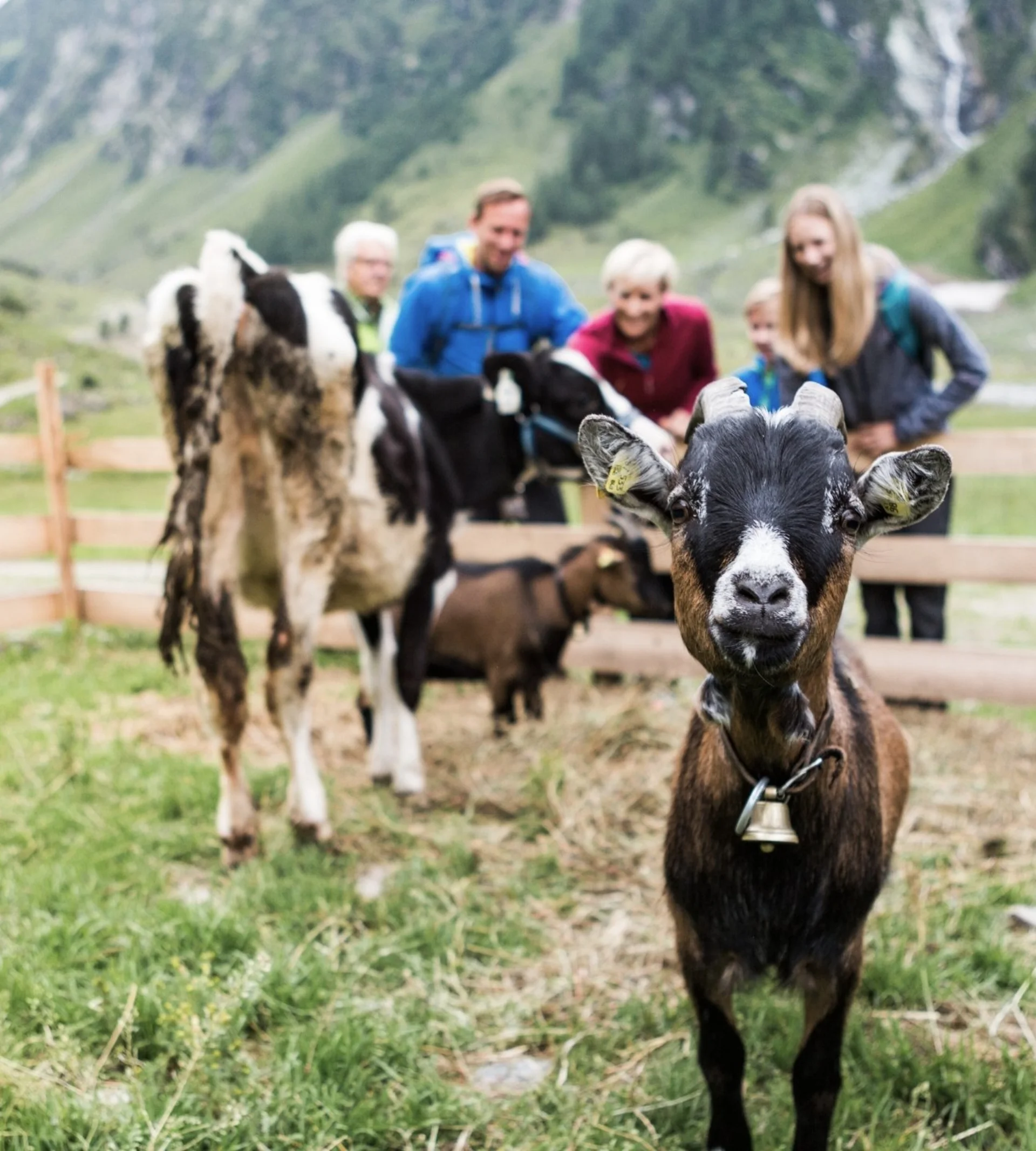 Nationalpark Sommercard Ziege mit Glocke vor Kühen und Menschen in einem eingezäunten Bergtal