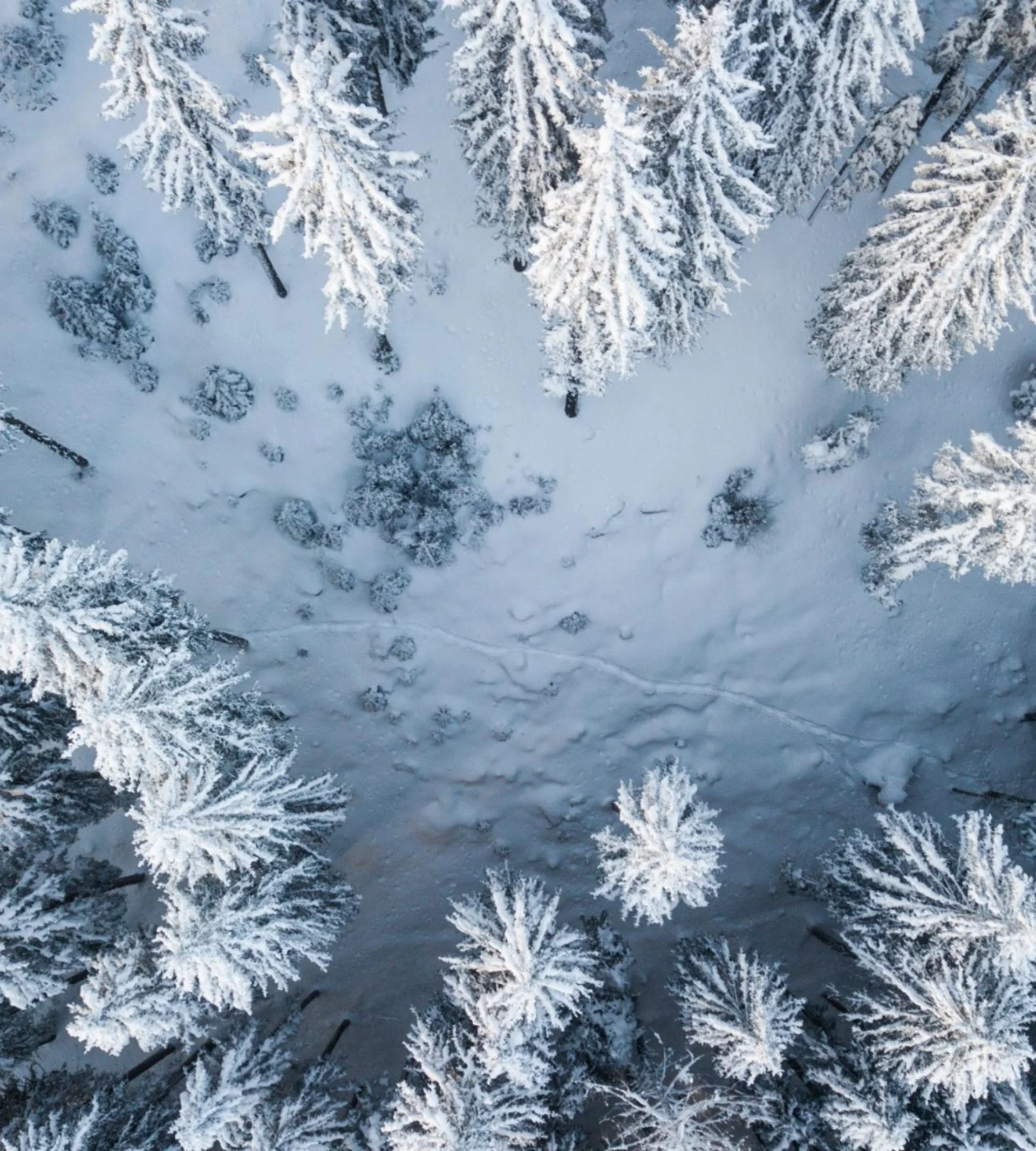 Abseits der Piste Luftaufnahme von schneebedeckten Bäumen in einem Winterwald