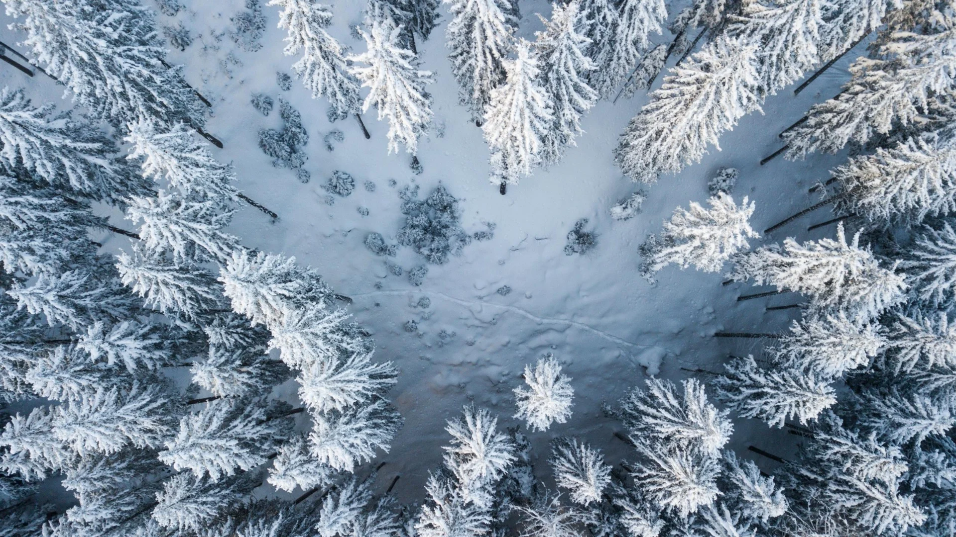 Wanderservice Luftaufnahme von schneebedeckten Bäumen in einem Winterwald