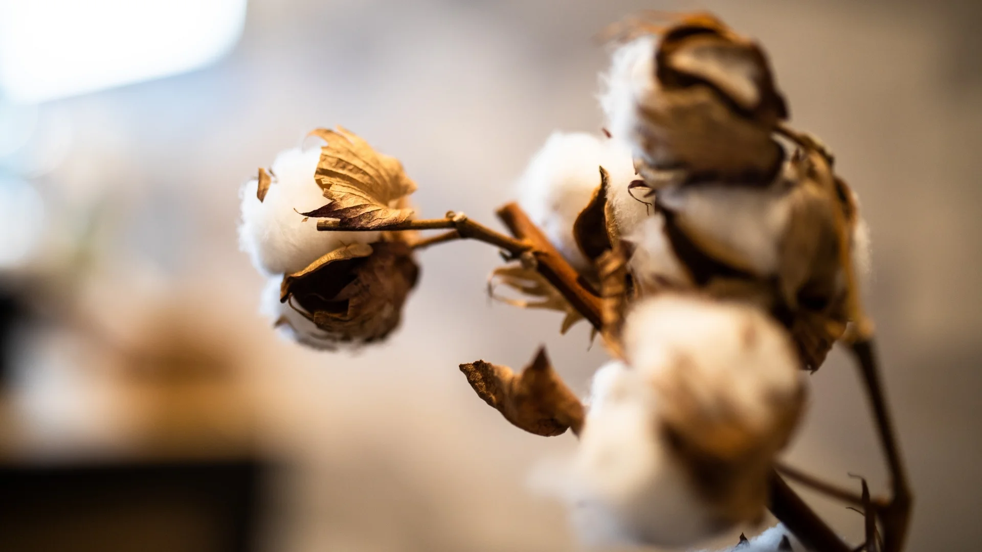 Baumhaus Nahaufnahme einer Baumwollpflanze mit reifen weißen Baumwollkapseln