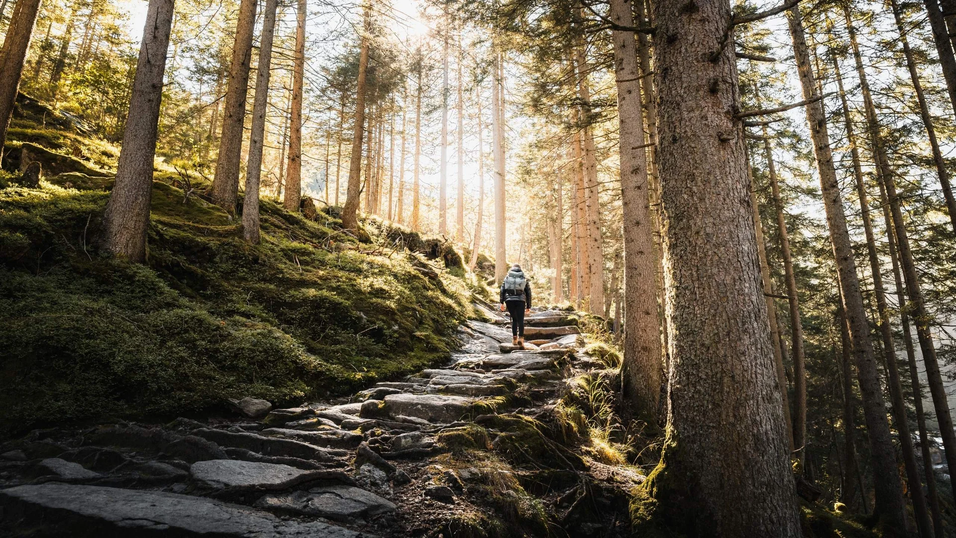 Wanderservice Wanderer steigt auf steinigem Waldweg in sonnigem Nadelwald