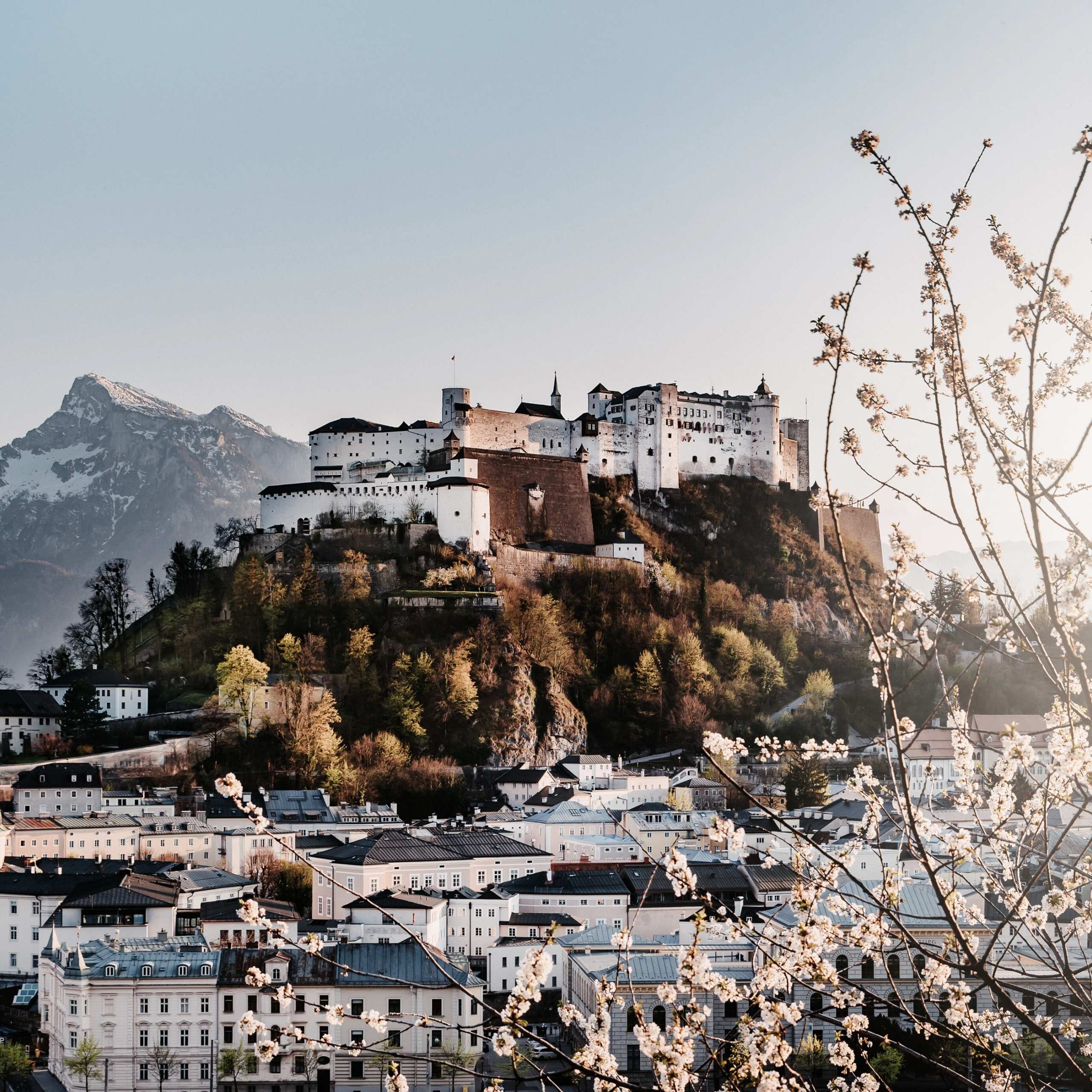 Ausflugstipps Festung Hohensalzburg über der Stadt Salzburg mit blühenden Ästen im Vordergrund
