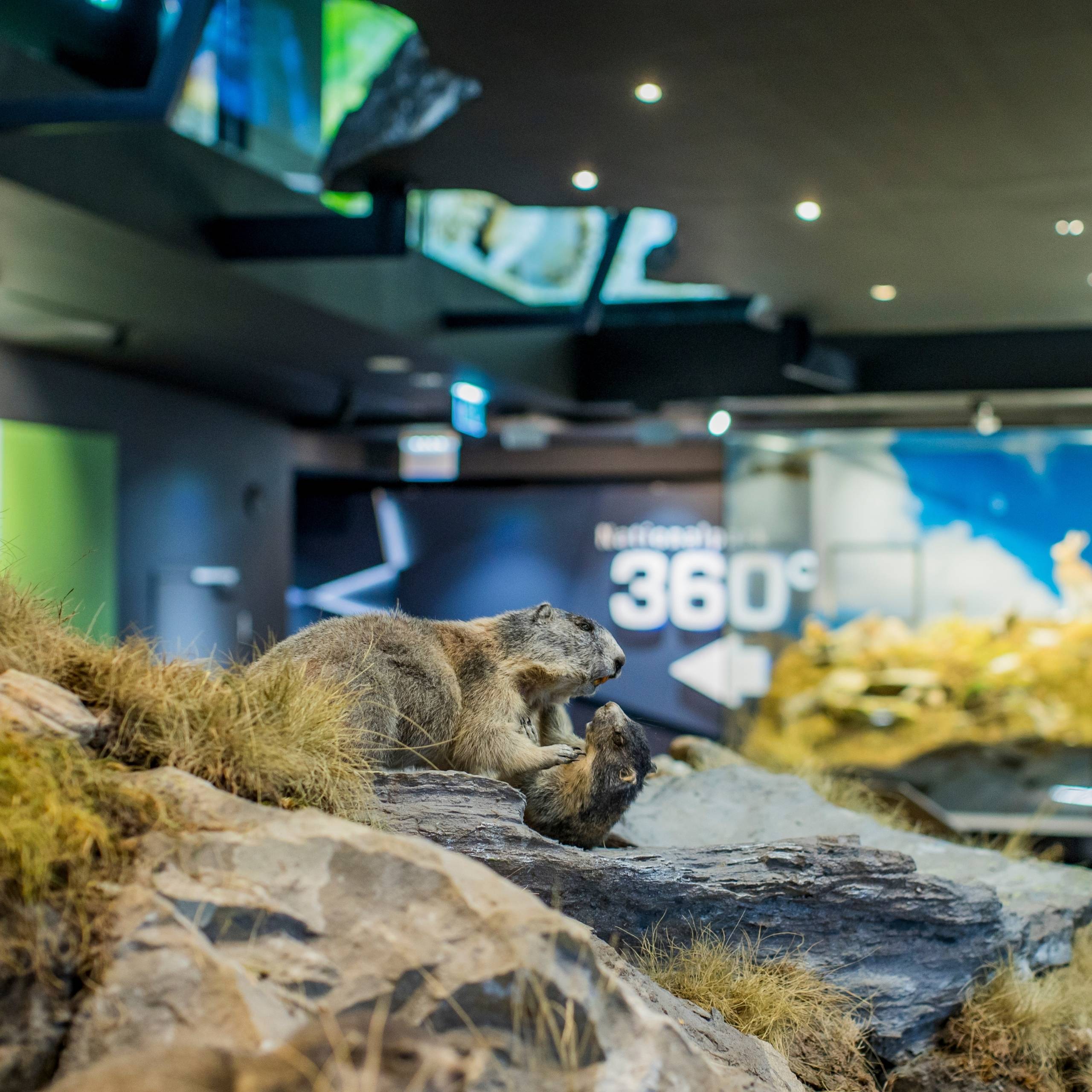 Ausflugstipps Zwei Murmeltiere auf Felsen im Nationalparkzentrum in Mittersill mit 360°-Display im Hintergrund